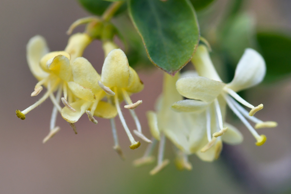 Image of Lonicera microphylla specimen.