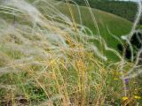 genus Stipa. Верхушка плодоносящего растения. Татарстан, г. Бавлы. 02.06.2010.