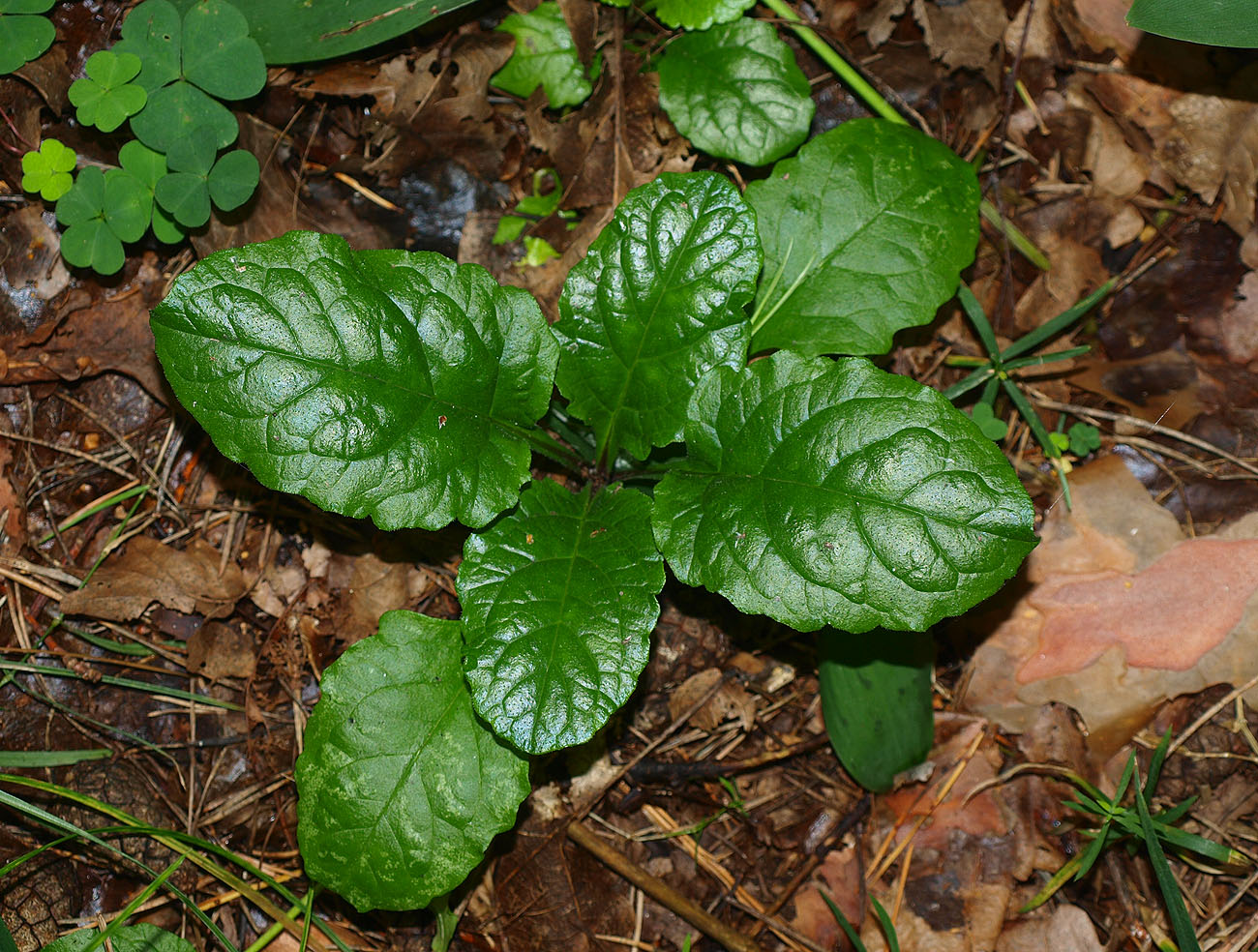 Image of Ajuga reptans specimen.