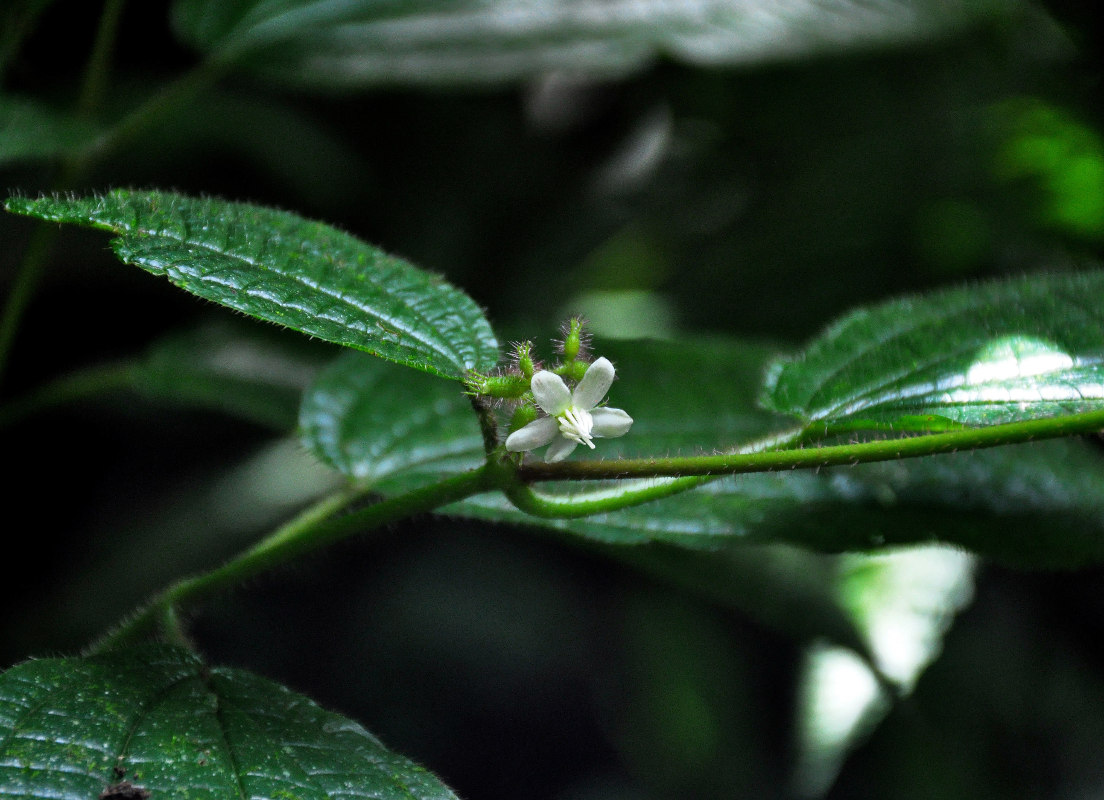 Изображение особи Miconia crenata.