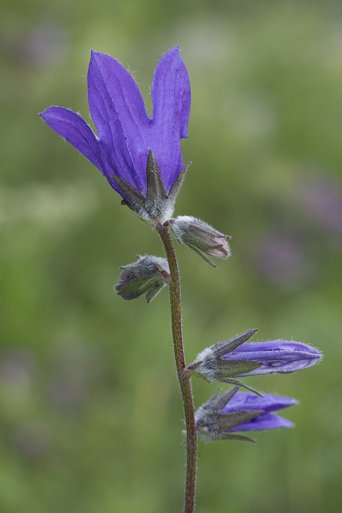 Image of Campanula collina specimen.