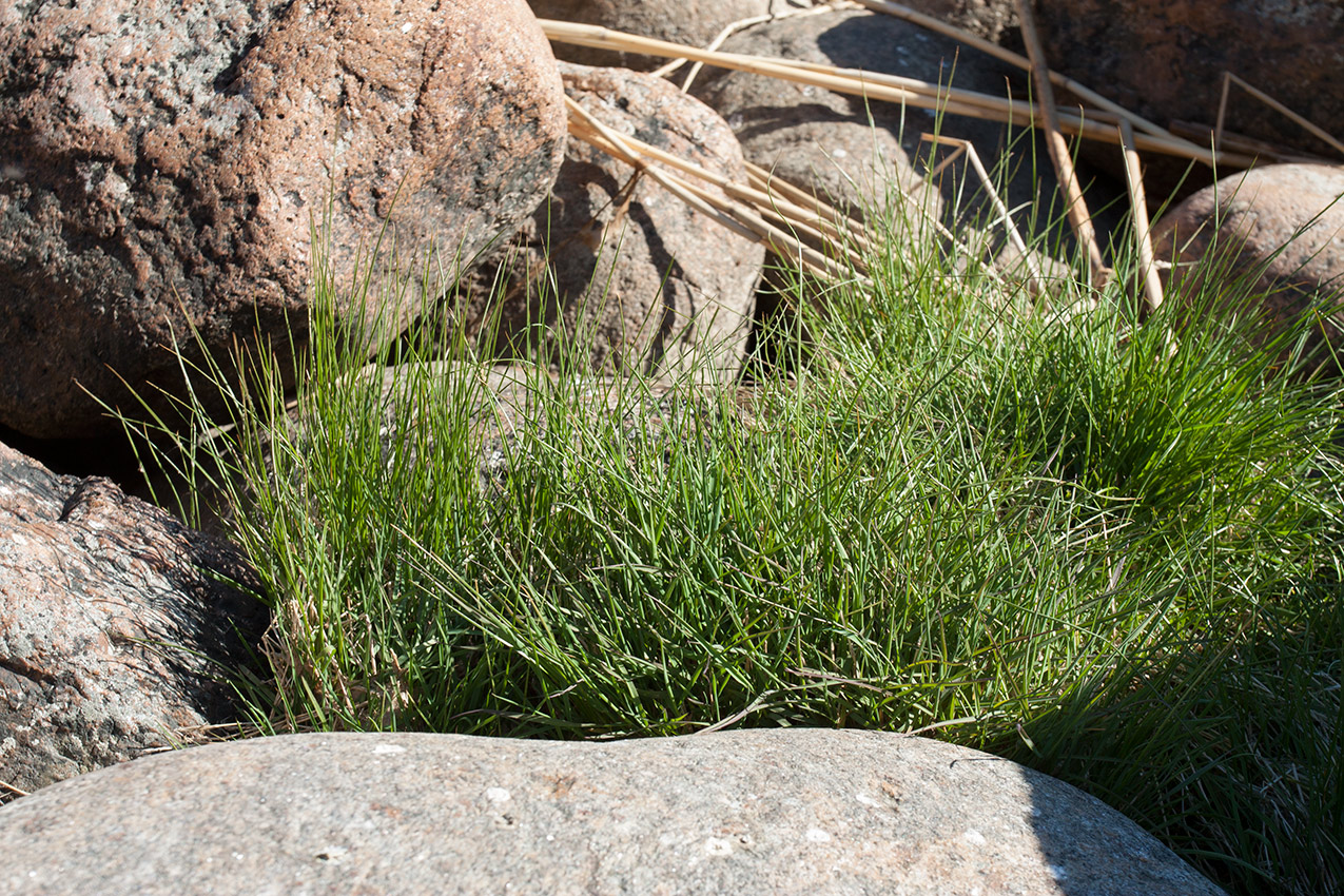 Изображение особи Agrostis straminea.