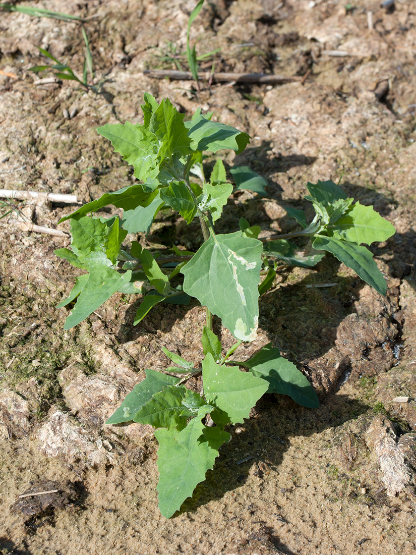 Image of genus Atriplex specimen.