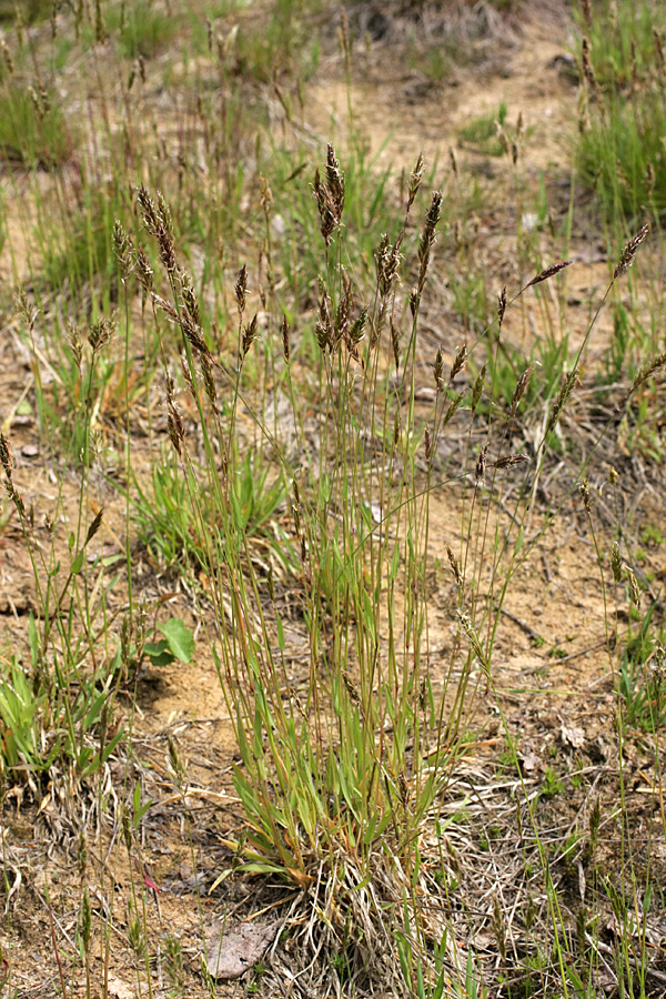 Image of Anthoxanthum odoratum specimen.