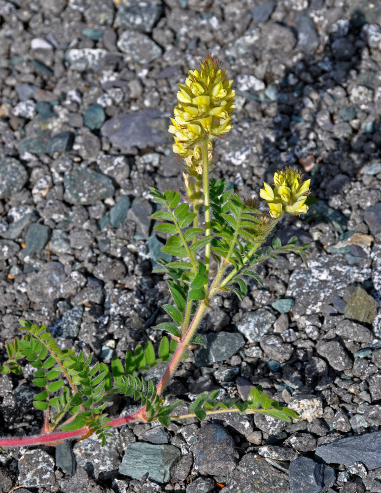 Image of Oxytropis pilosa specimen.