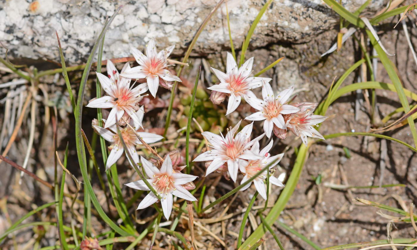 Rosularia rechingeri