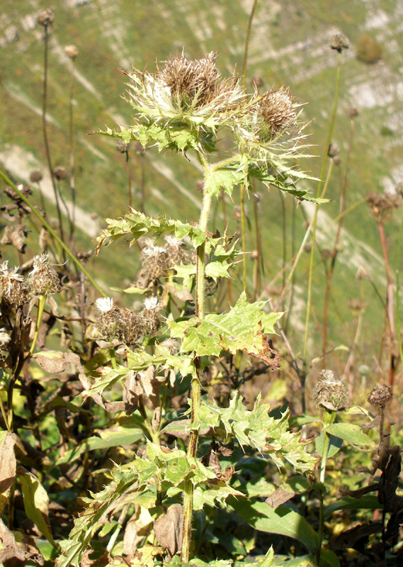 Image of Cirsium obvallatum specimen.