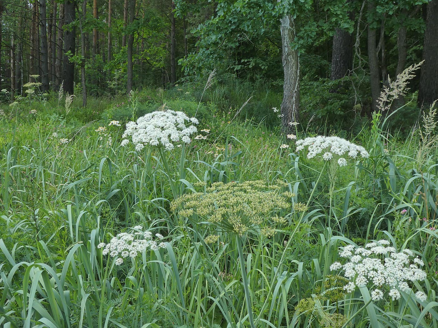 Изображение особи Laserpitium latifolium.