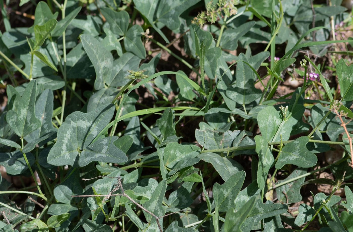 Image of Vigna frutescens specimen.