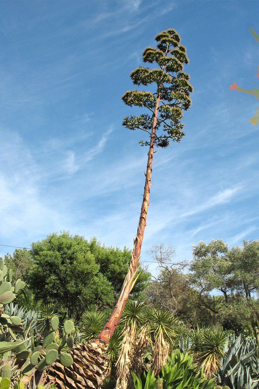 Изображение особи Agave americana.