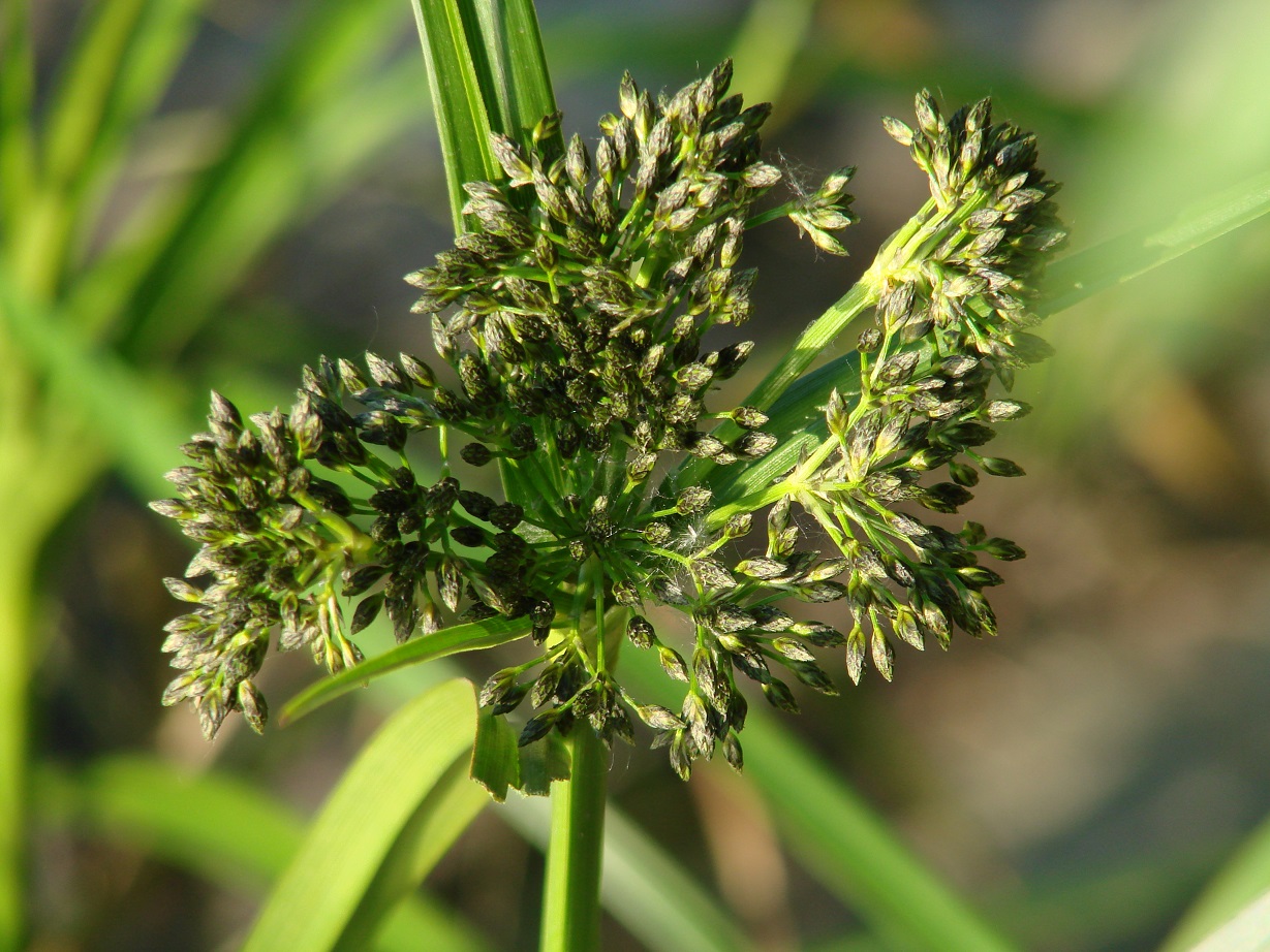 Изображение особи Scirpus radicans.