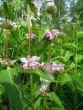 Phlomoides tuberosa