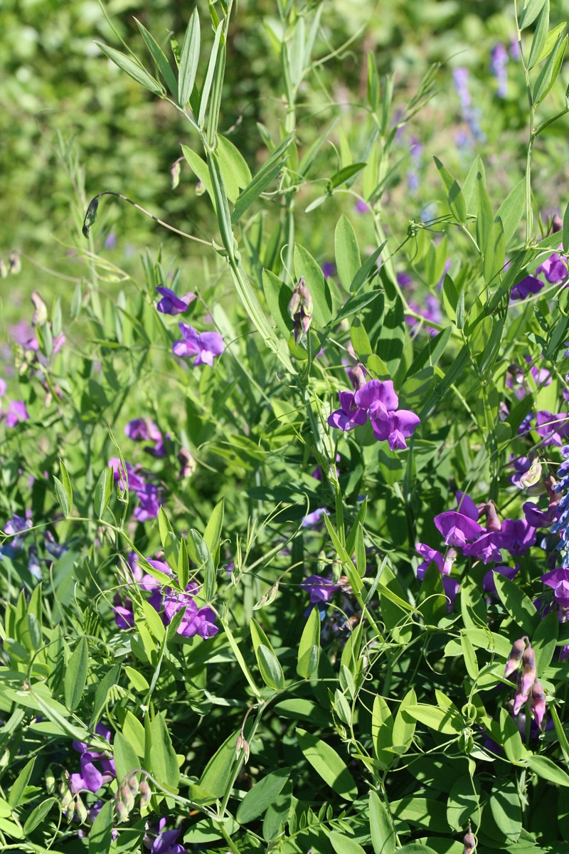 Image of Lathyrus palustris specimen.