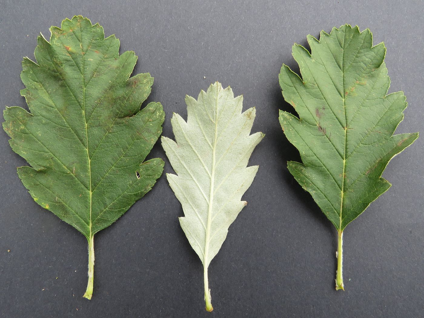 Изображение особи Sorbus persica.