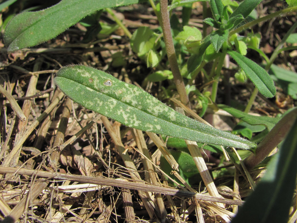 Image of Buglossoides arvensis specimen.