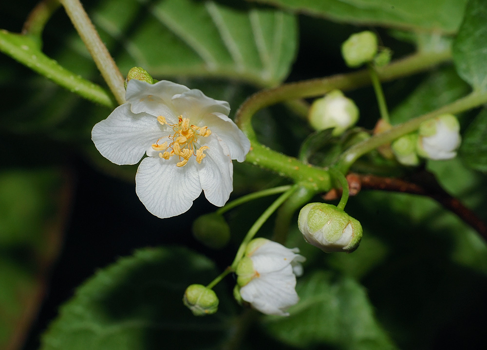 Image of Actinidia kolomikta specimen.