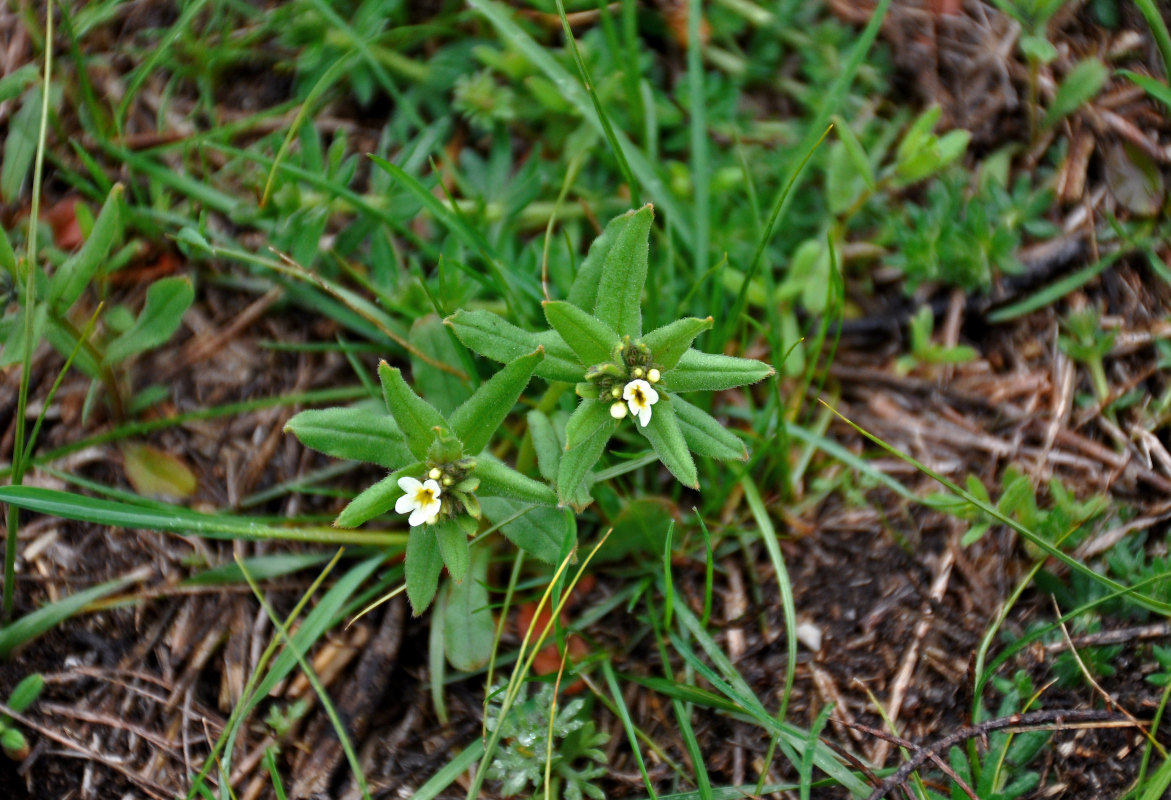 Изображение особи Buglossoides rochelii.