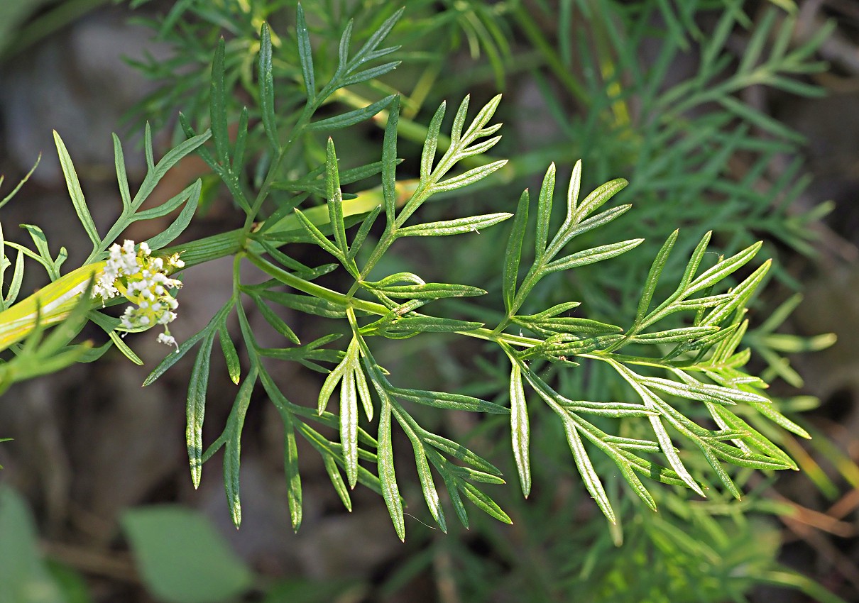 Image of Kadenia dubia specimen.