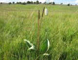 Plantago maxima