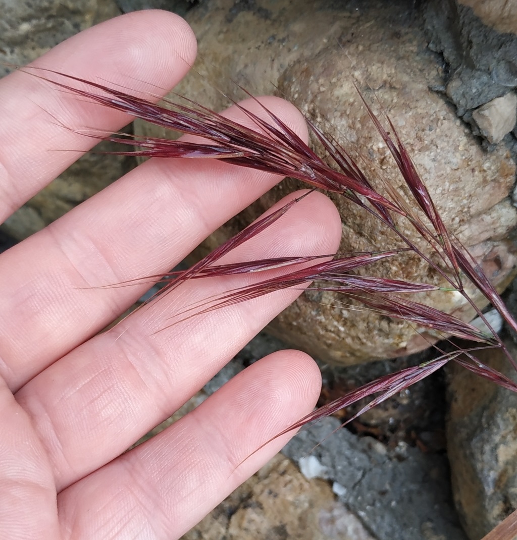 Image of Anisantha diandra specimen.