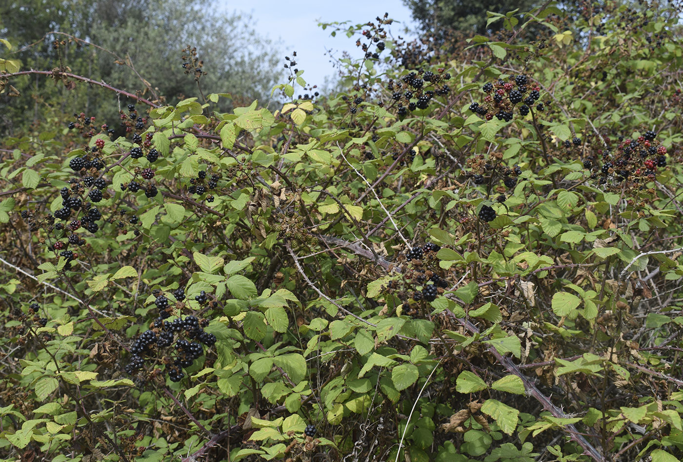 Image of Rubus ulmifolius specimen.