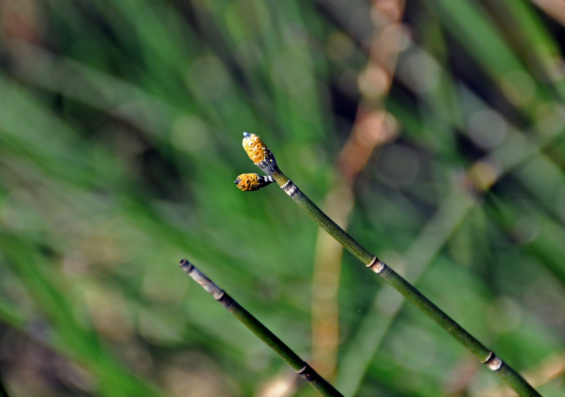 Image of Equisetum hyemale specimen.