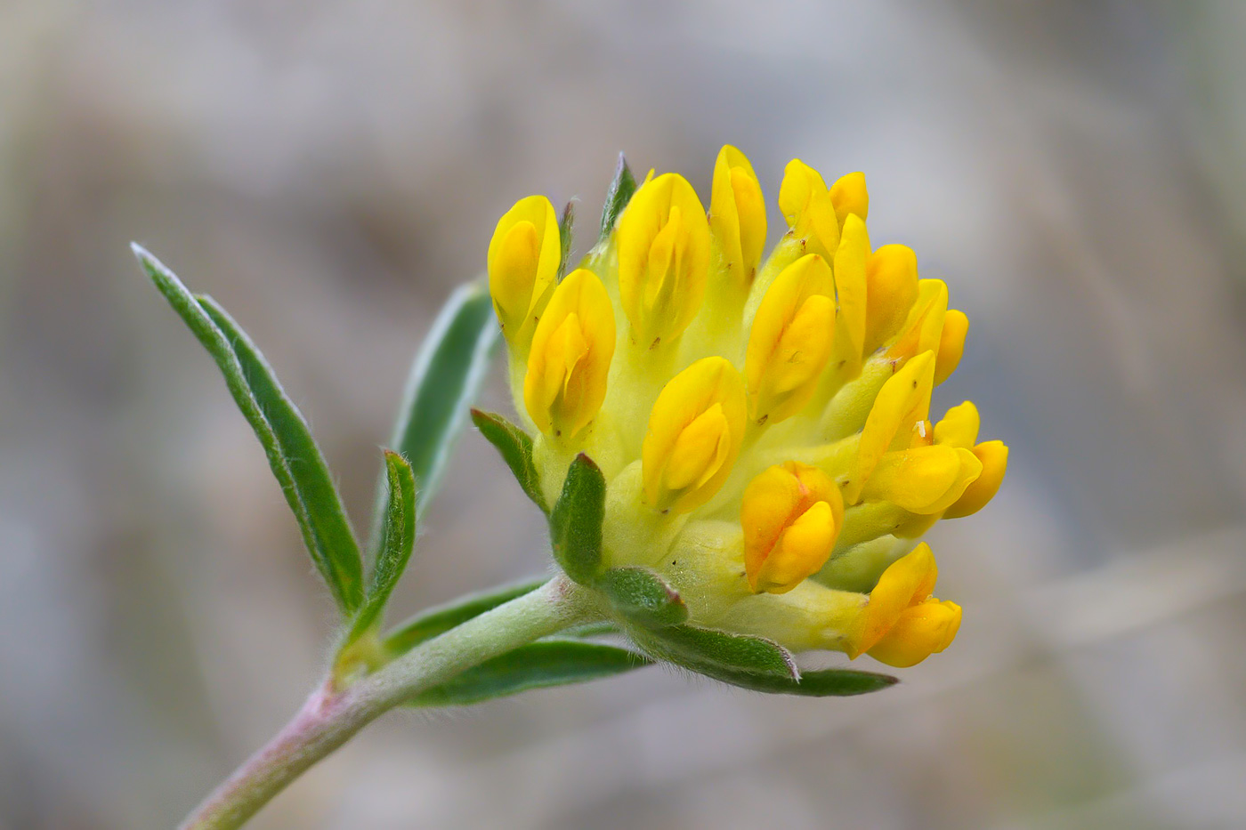 Image of Anthyllis lachnophora specimen.