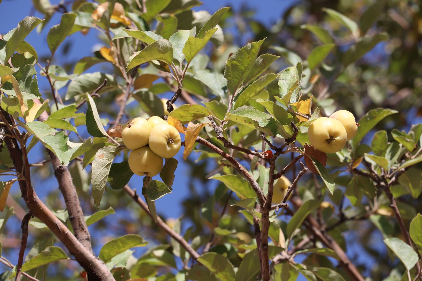 Изображение особи Malus sieversii.