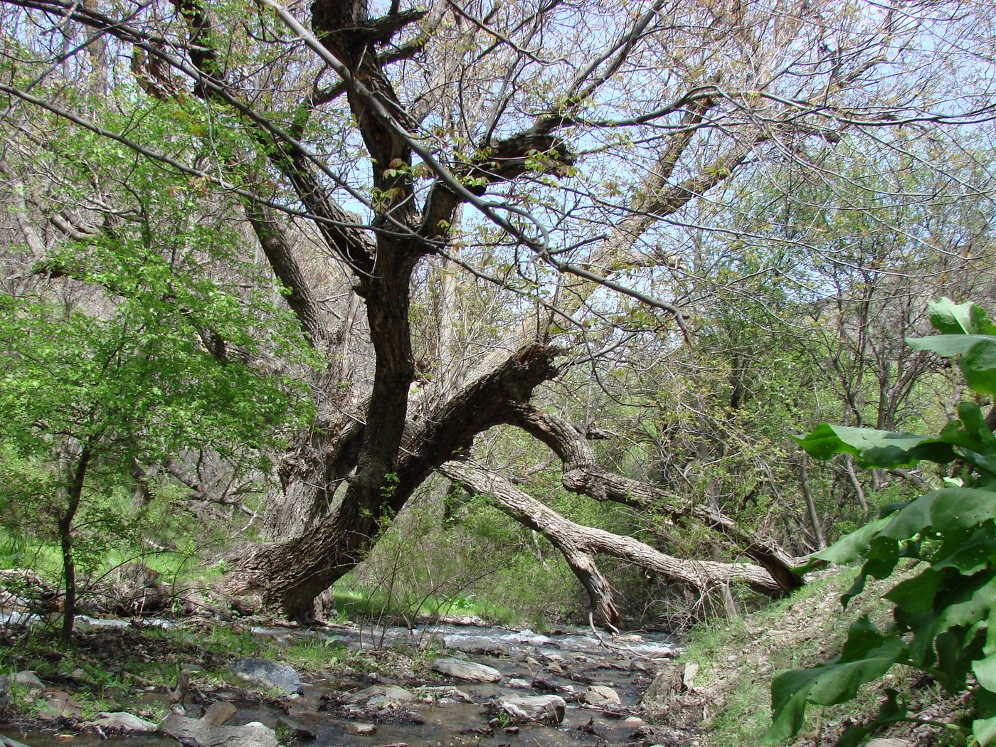 Image of Juglans regia specimen.