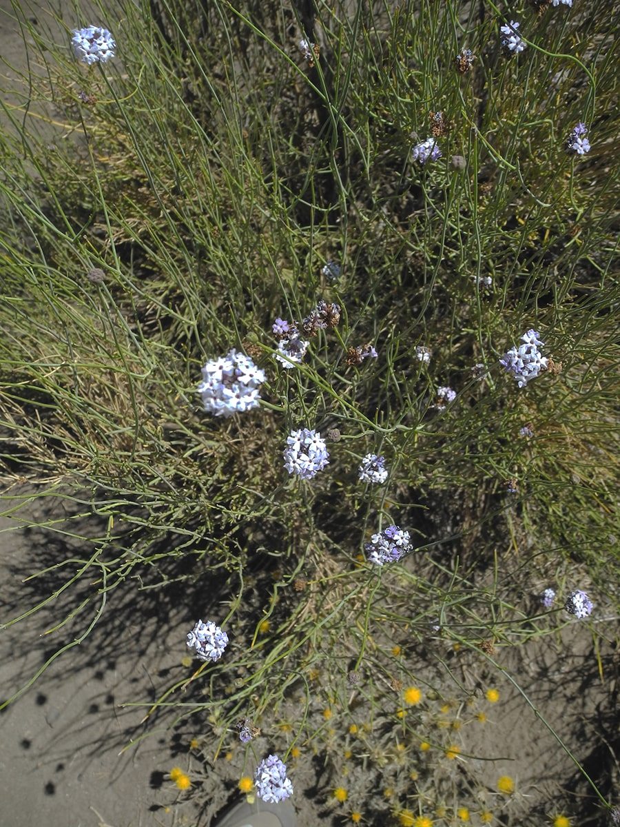 Image of Junellia spathulata specimen.