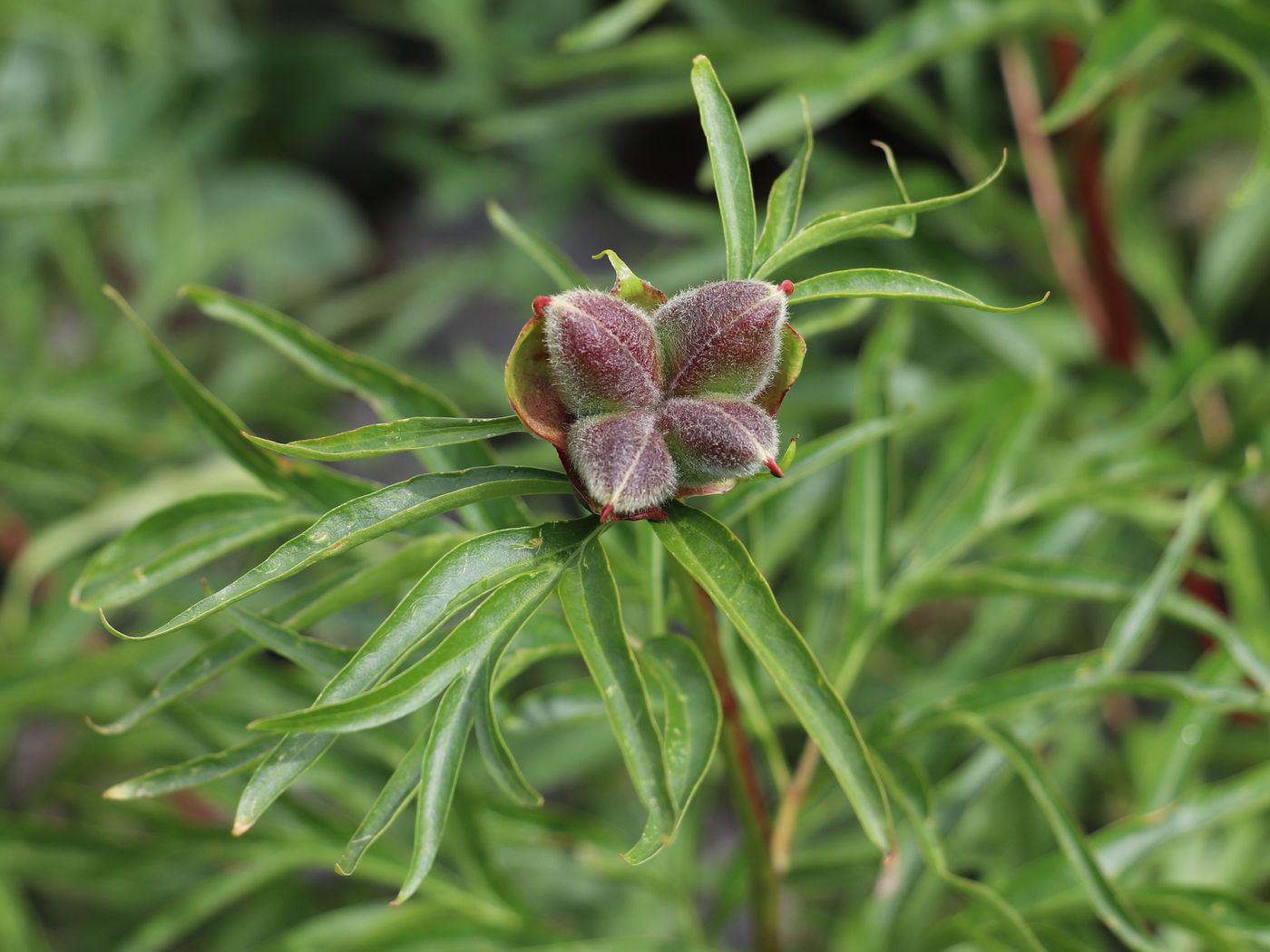 Image of Paeonia hybrida specimen.