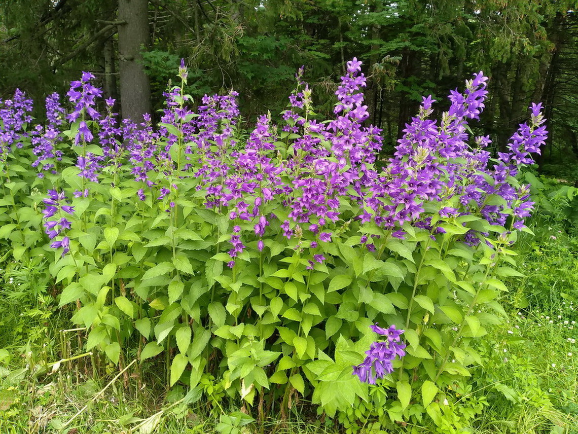 Image of Campanula latifolia specimen.