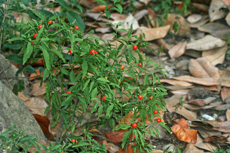 Image of Solanum pseudocapsicum specimen.