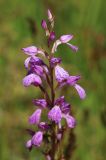 Dactylorhiza iberica