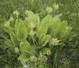 Primula veris