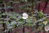 Rosa sericea. Цветок и листья. Бутан, дзонгхаг Тронгса, национальный парк \"Jigme Singye Wangchuck\". 08.05.2019.