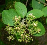 Viburnum lantana. Верхушка побега с отцветшим соцветием. Санкт-Петербург, Пушкинский р-н, г. Павловск, дворцово-парковый ансамбль Павловского дворца, в культуре. Июнь 2022 г.