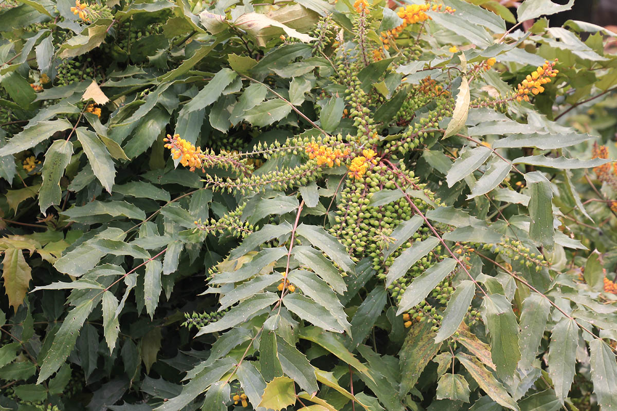 Image of Mahonia japonica specimen.