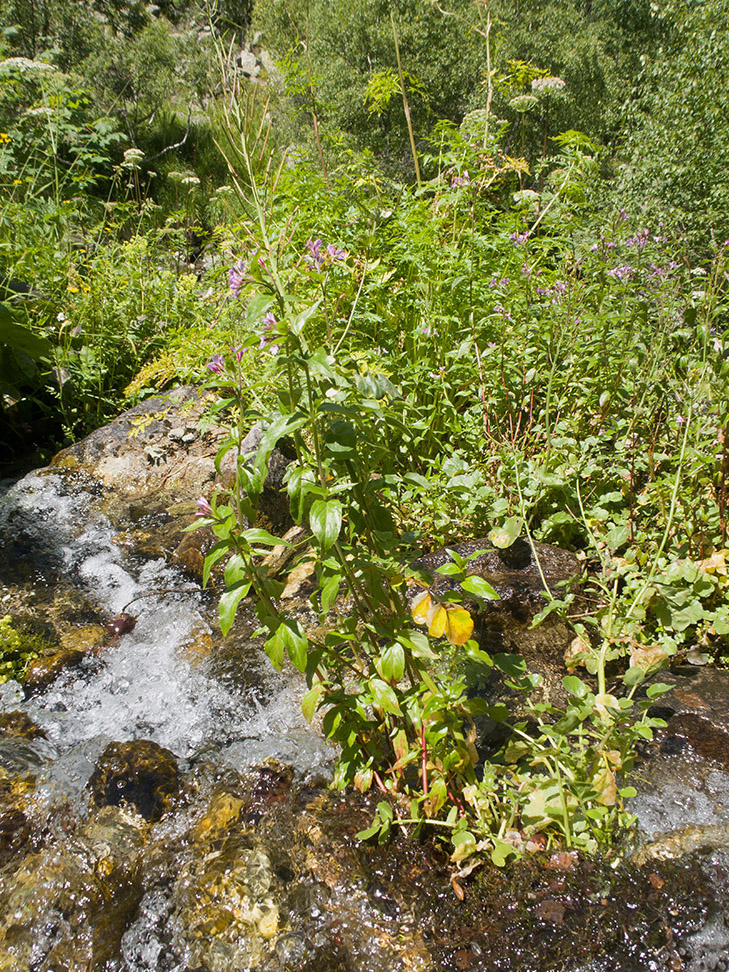 Image of Epilobium anagallidifolium specimen.