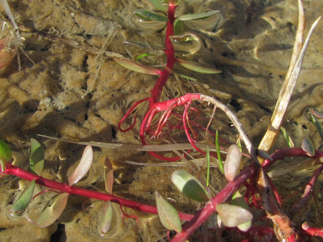 Изображение особи Lythrum hyssopifolia.