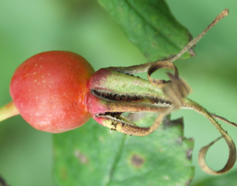 Изображение особи Rosa acicularis.