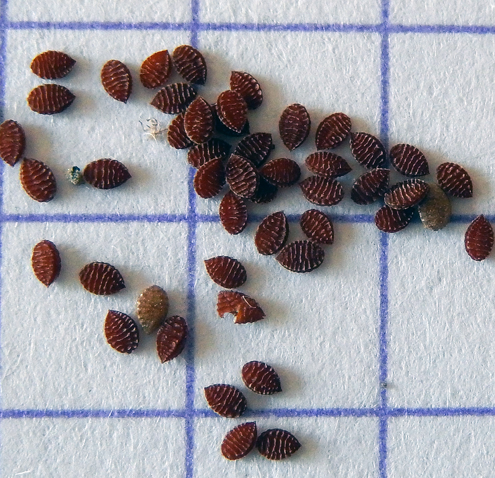 Image of Oxalis stricta specimen.