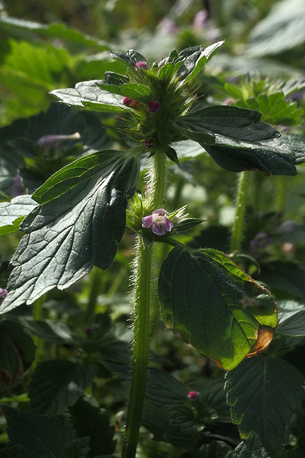 Изображение особи Galeopsis tetrahit.