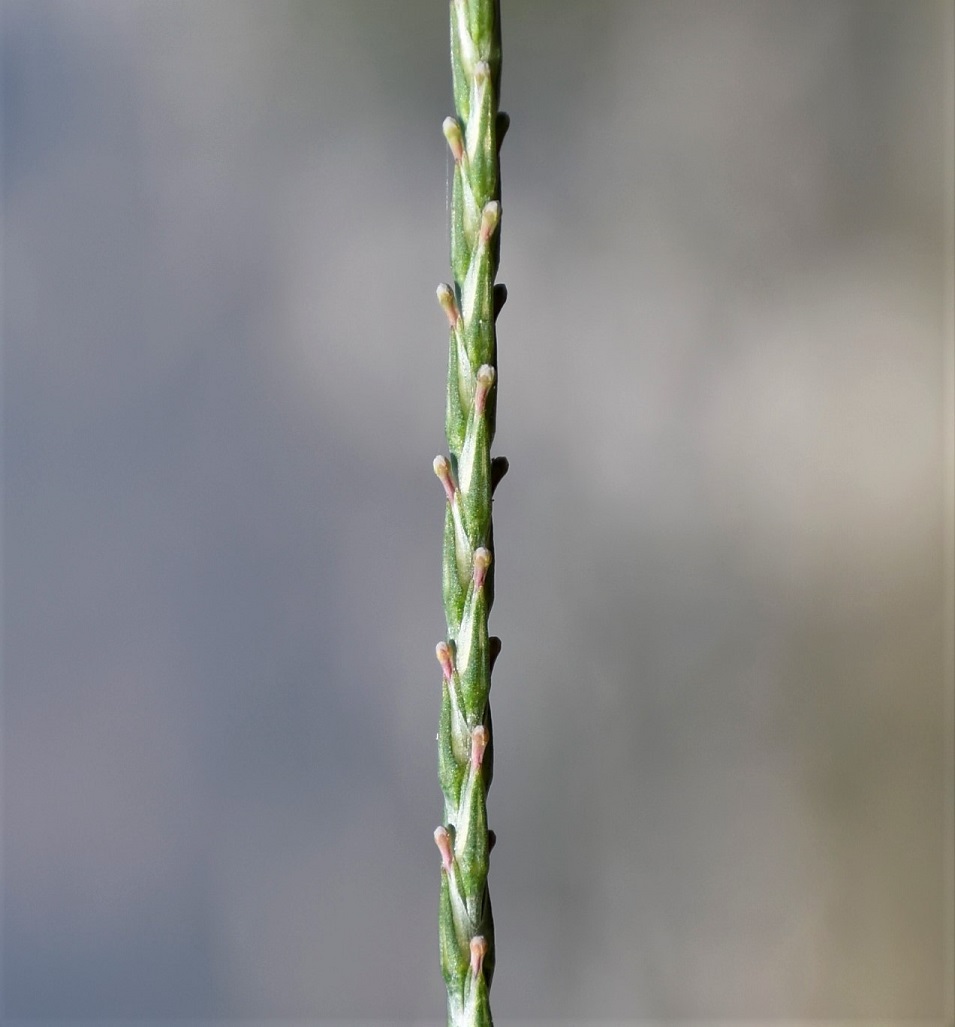 Image of genus Crucianella specimen.