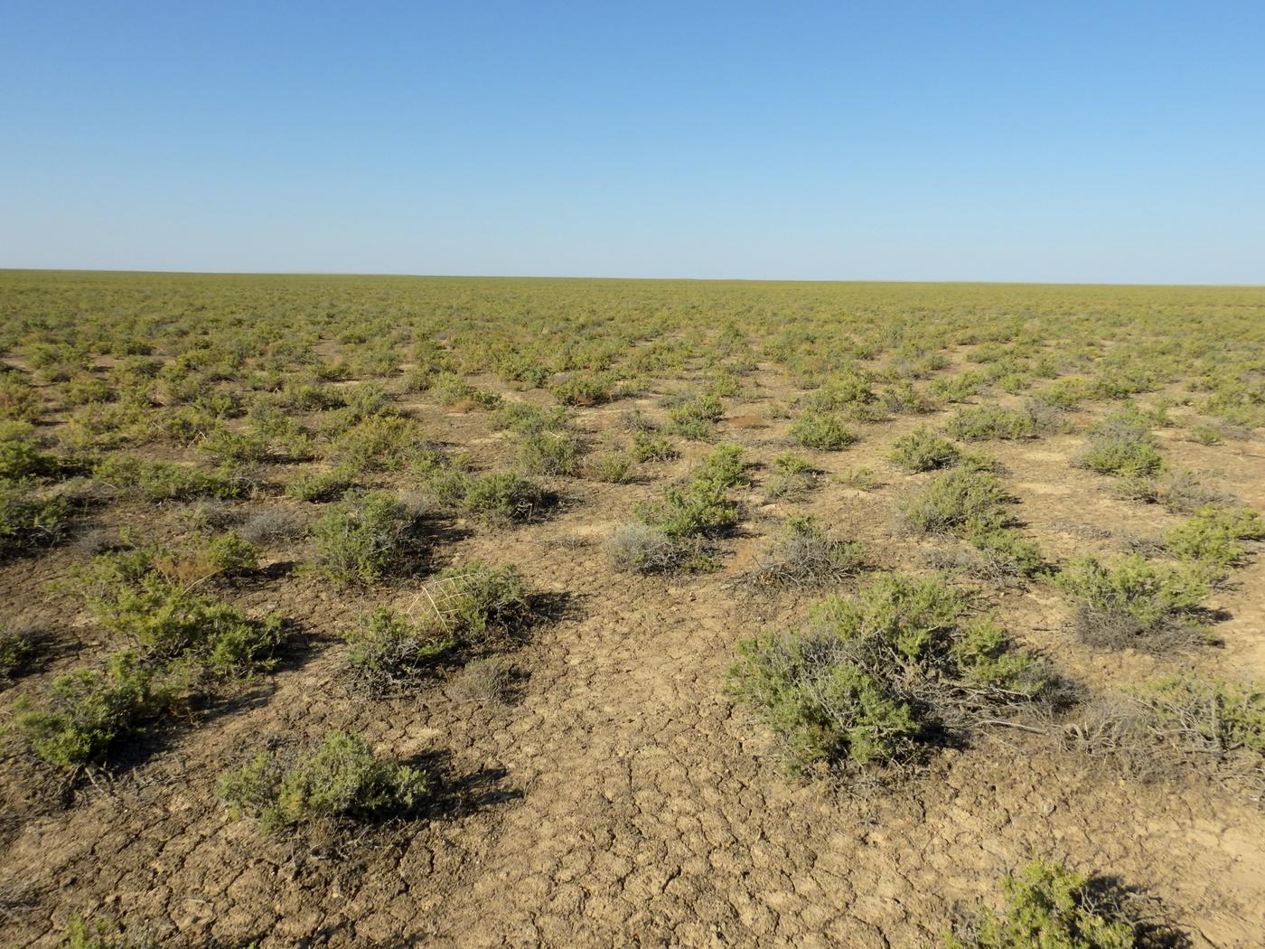 Image of Salsola arbusculiformis specimen.