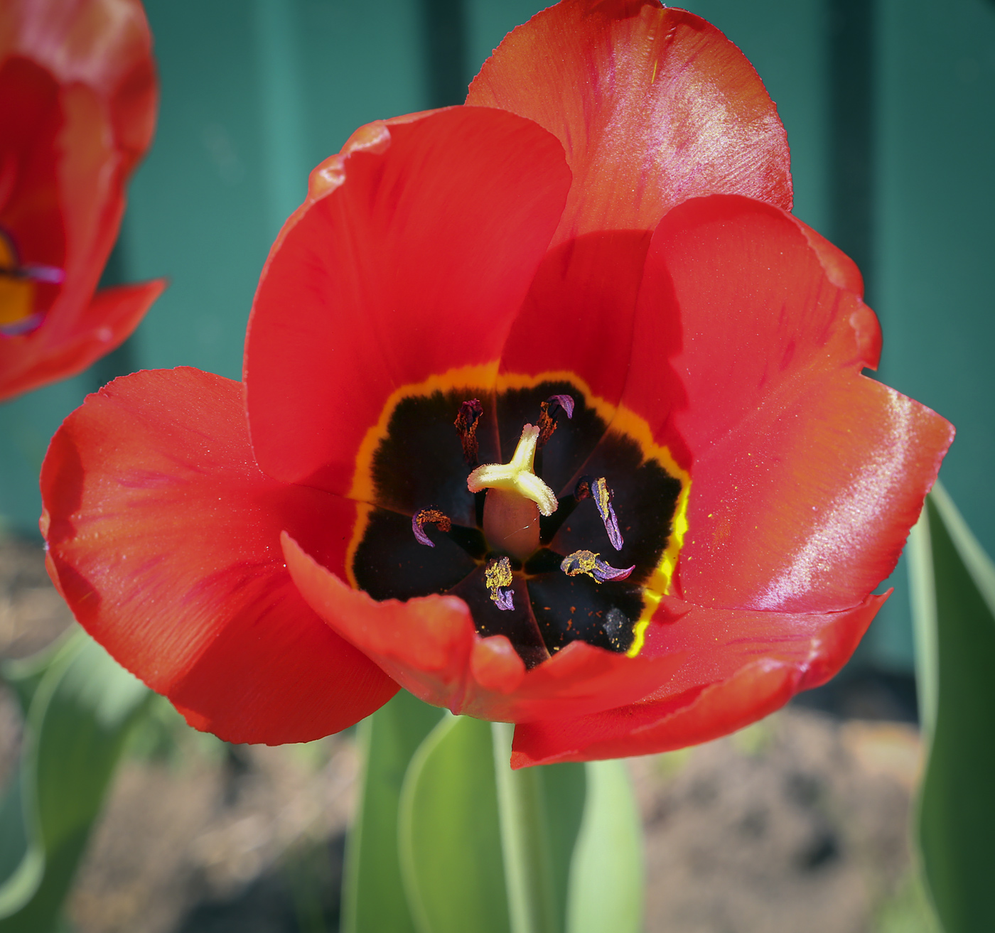 Image of genus Tulipa specimen.