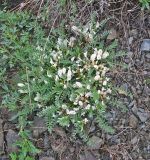 Смотреть изображение Astragalus rupifragus