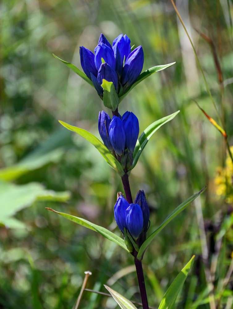 Image of Gentiana triflora specimen.