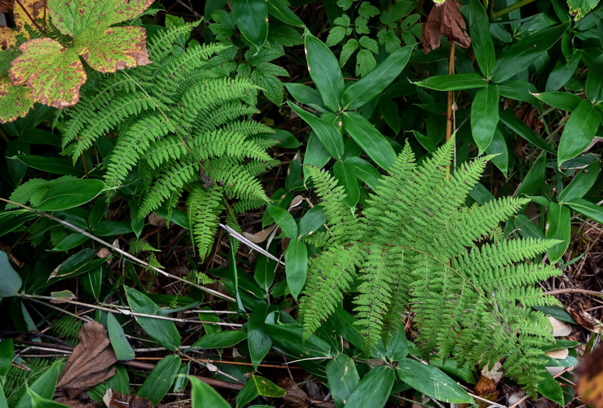 Изображение особи Athyrium monomachii.