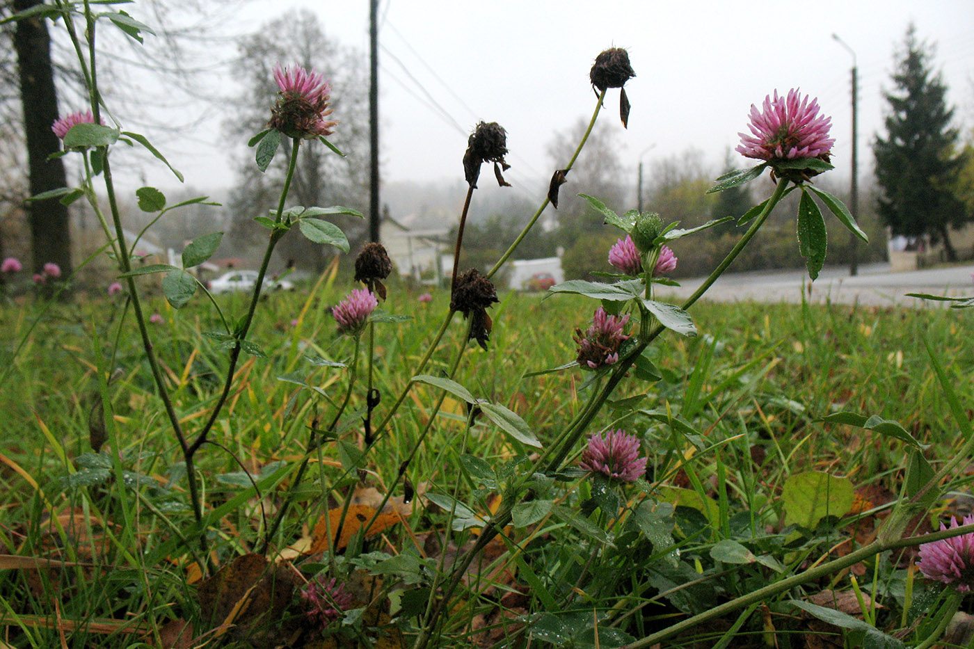 Image of Trifolium pratense specimen.